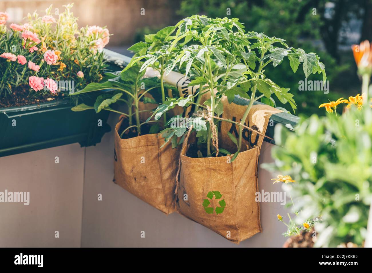 Tomaten wachsen in wiederverwendbaren Pflanzensäcken auf dem Balkon. T-Big-Bags wurden von indischen Arbeitern manuell recycelt. Upcycling zeitlich begrenzte Produkte. Makroökonomischer Trend zur Nachhaltigkeit. Stockfoto