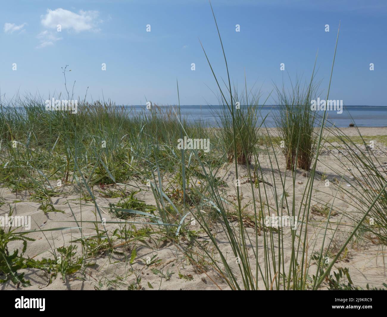 Landschaftlich schöner Blick auf das Meer mit Sand Gras am Strand Stockfoto