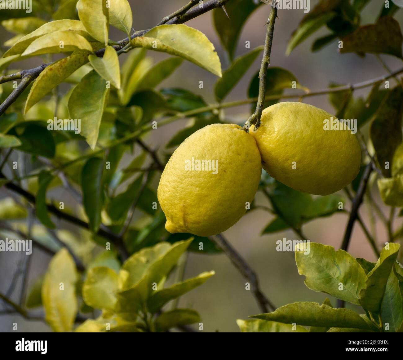 Djeruk limau ist allgemein bekannt als Limette oder Zitrone, die in einem indischen Garten an einem Baum hängt. Stockfoto