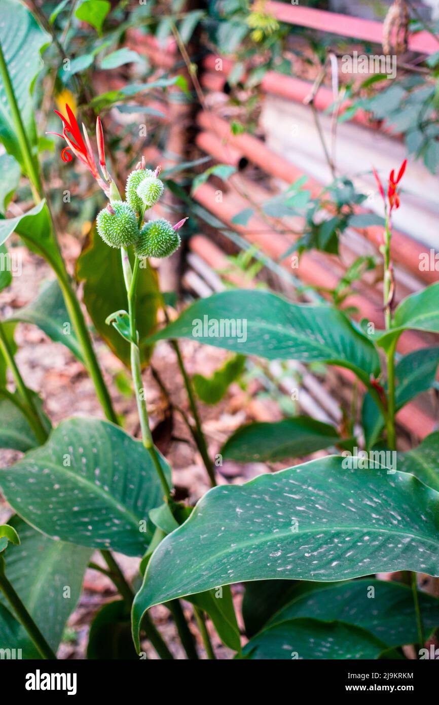 Eine Nahaufnahme von Blume, Samen und Blättern von Canna Indica, Maya-Futterpflanze, Heilpflanze in einem indischen Garten. Stockfoto