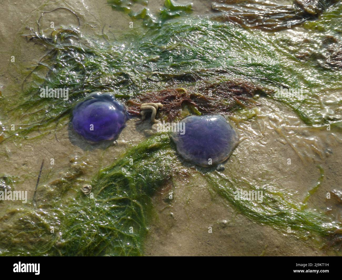 Zwei blaue Quallen, die am Strand liegen Stockfoto