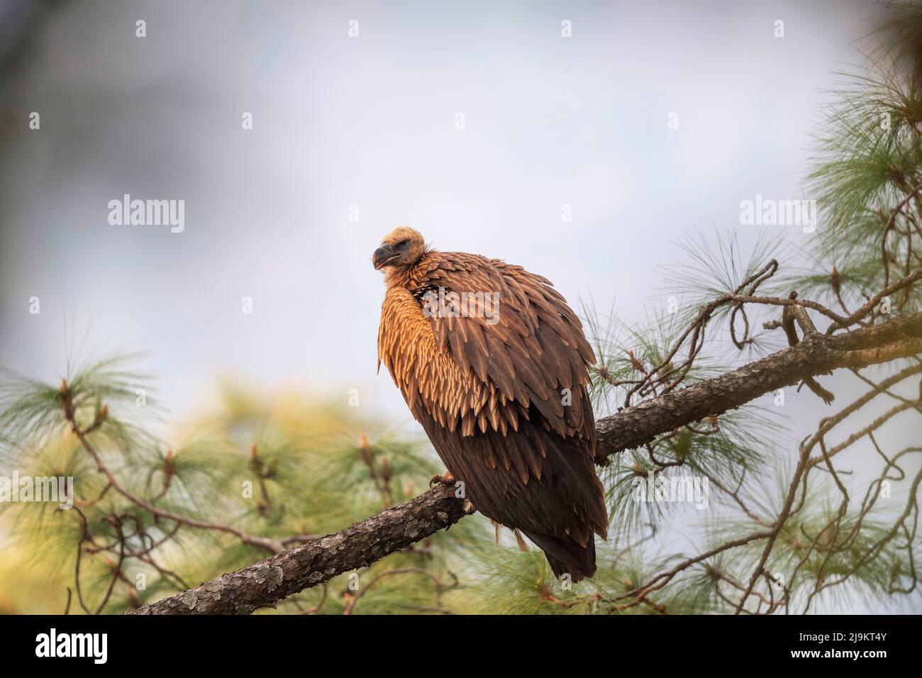 Himalayan Griffon, Gyps himalayensis, Sattal, Uttarakhand, Indien. Fast bedroht auf der Roten Liste der IUCN Stockfoto