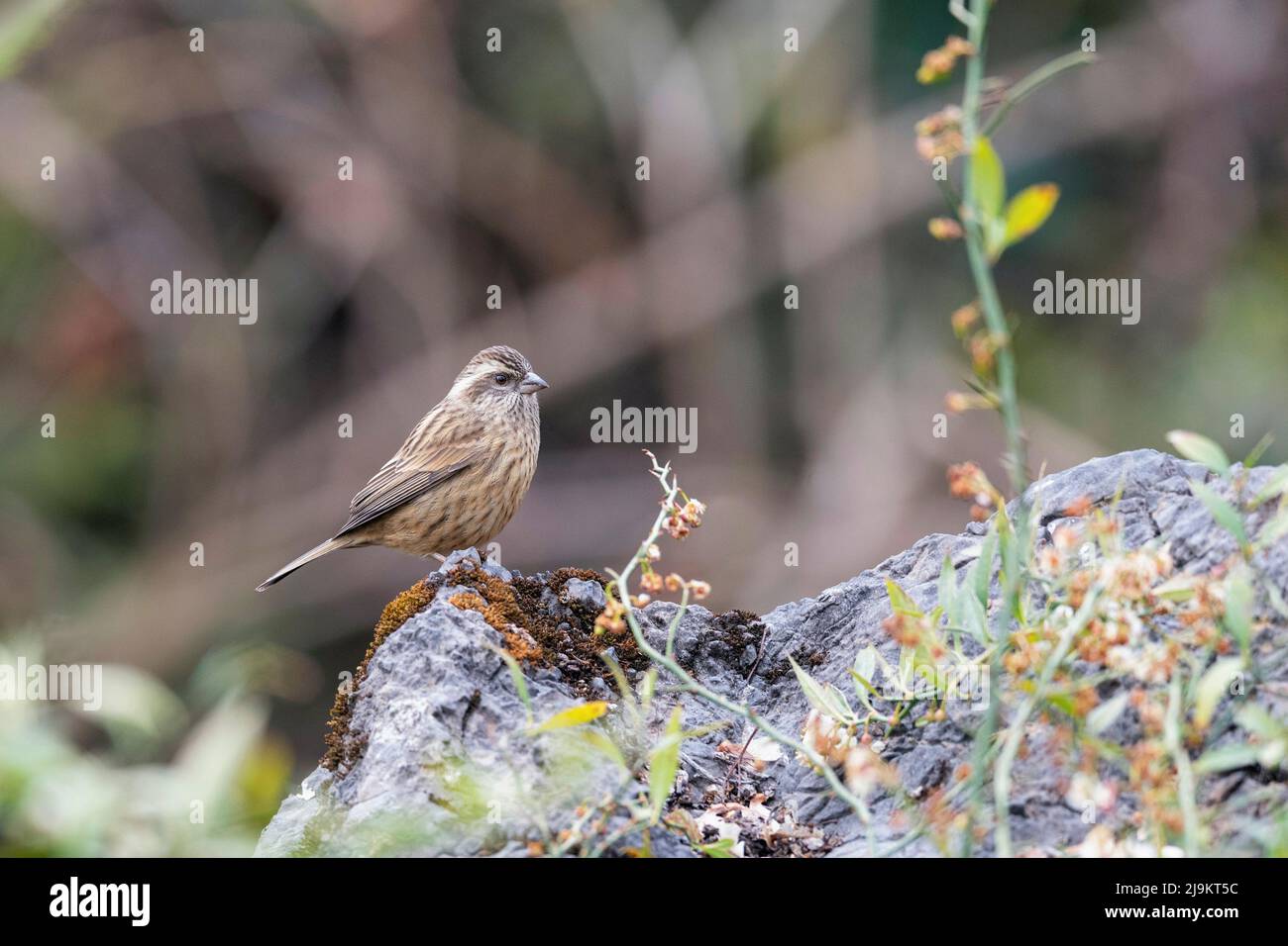 Rosefinke, weiblich, Carpodacus rodochroa, Sattal, Uttarakhand, Indien Stockfoto
