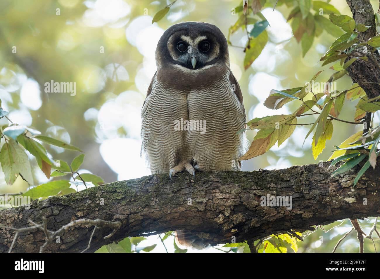 Braune Holzeule, Strix leptogrammica, Sattal, Uttarakhand, Indien Stockfoto