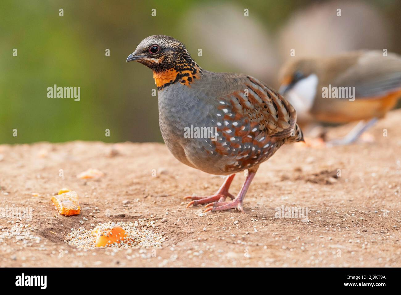 Rotkehlhuhn, Arborophila rufogularis, Sattal, Uttarakhand, Indien Stockfoto