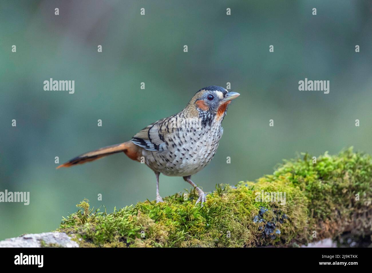 Rufous-chinned lachingdroush, Garrulax rufogularis, Sattal, Uttarakhand, Indien Stockfoto