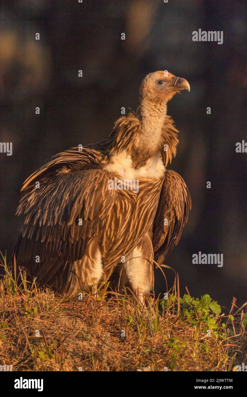 Himalaya-Geier, Gyps himalayensis, Chopta, Uttarakhand, Indien. Fast bedroht auf der Roten Liste der IUCN. Stockfoto