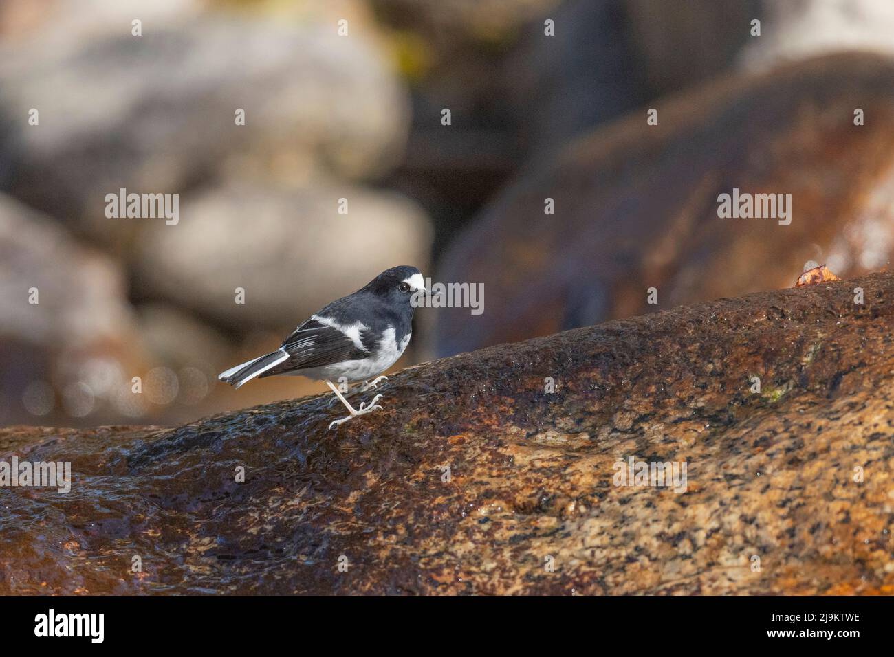 Chopta, Uttarakhand, Indien, kleiner Gabelschwanz, Enicurus scouleri Stockfoto