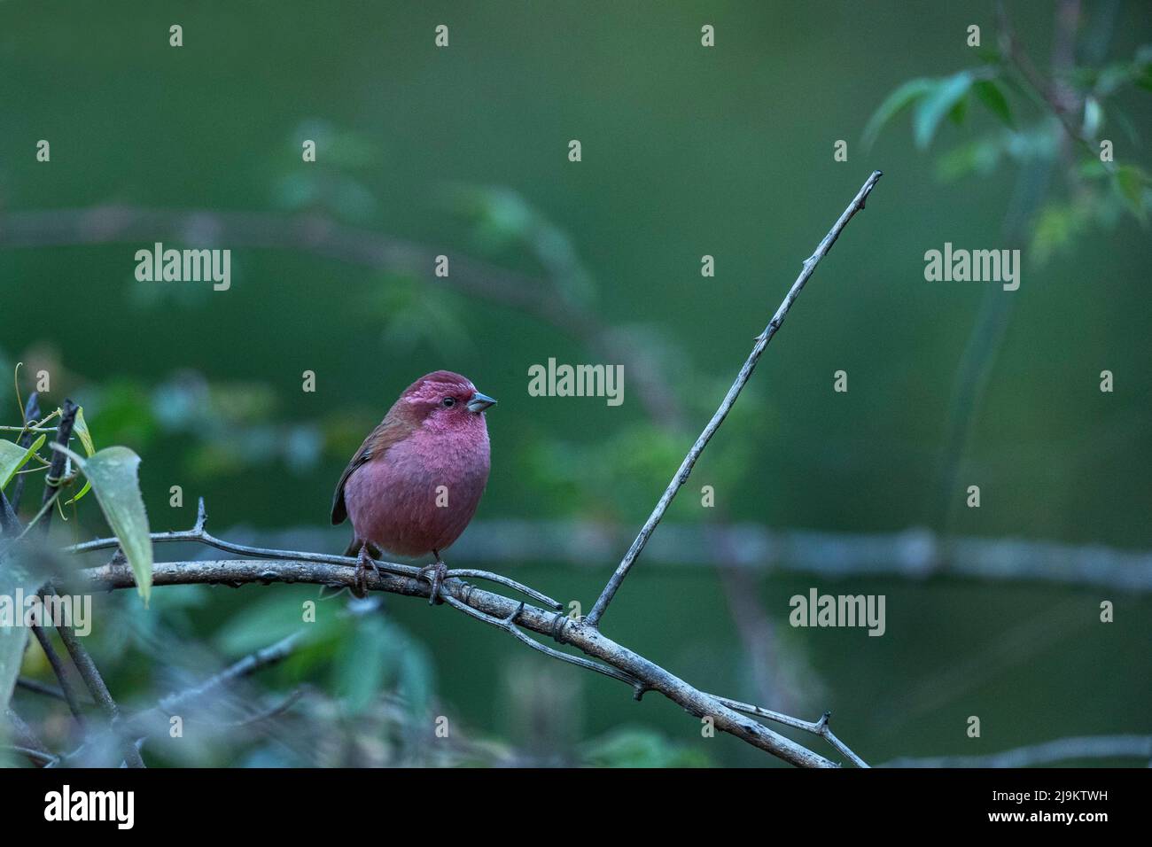 Chopta, Uttarakhand, Indien, Rosafink, Carpodacus rodochroa Stockfoto