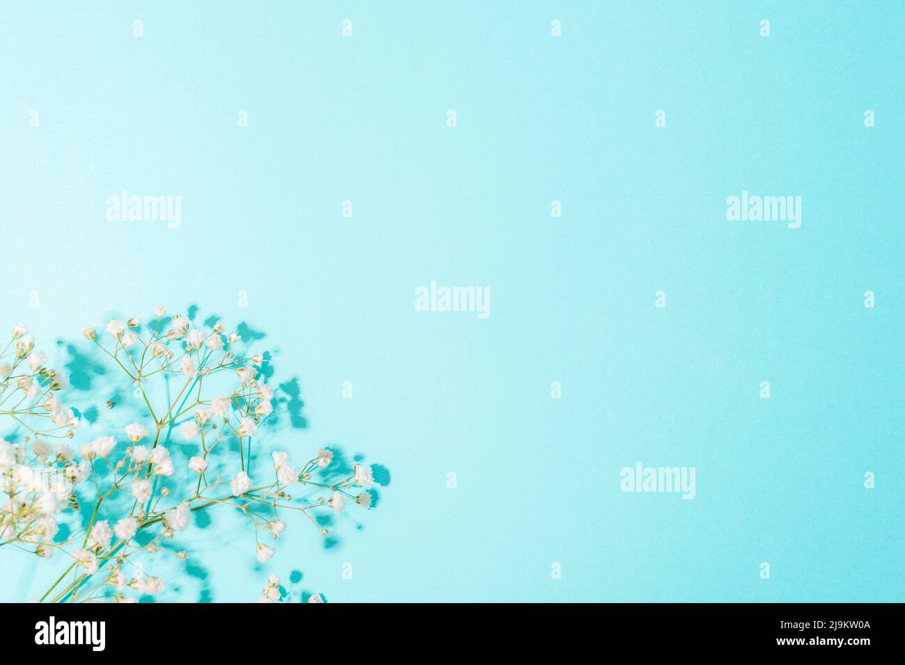 Weiße Gipsophila-Blüten auf hellblauem Hintergrund mit Schatten. Draufsicht, flach liegend, Kopierbereich. Stockfoto