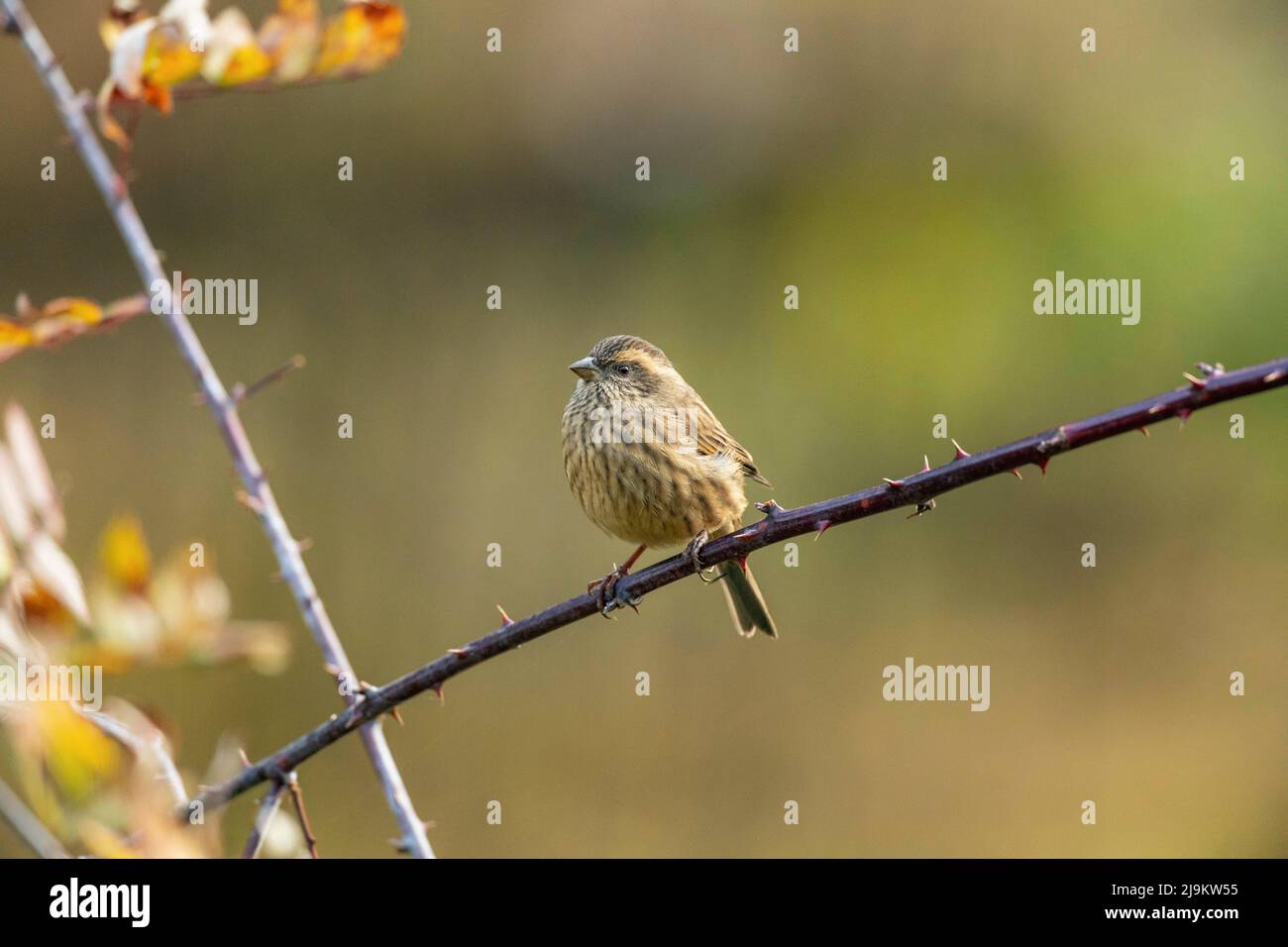 Chopta, Uttarakhand, Indien, Rosefink, Carpodacus rodochroa, Weiblich Stockfoto