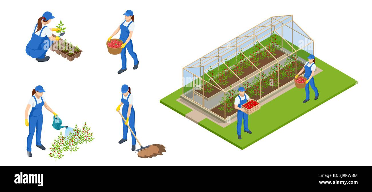 Isometrische Gärtner, Bauern und Arbeiter, die sich um den Garten kümmern, landwirtschaftliche Produkte anbauen. Reihen von Pflanzen, die im großen industriellen Gewächshaus wachsen Stock Vektor