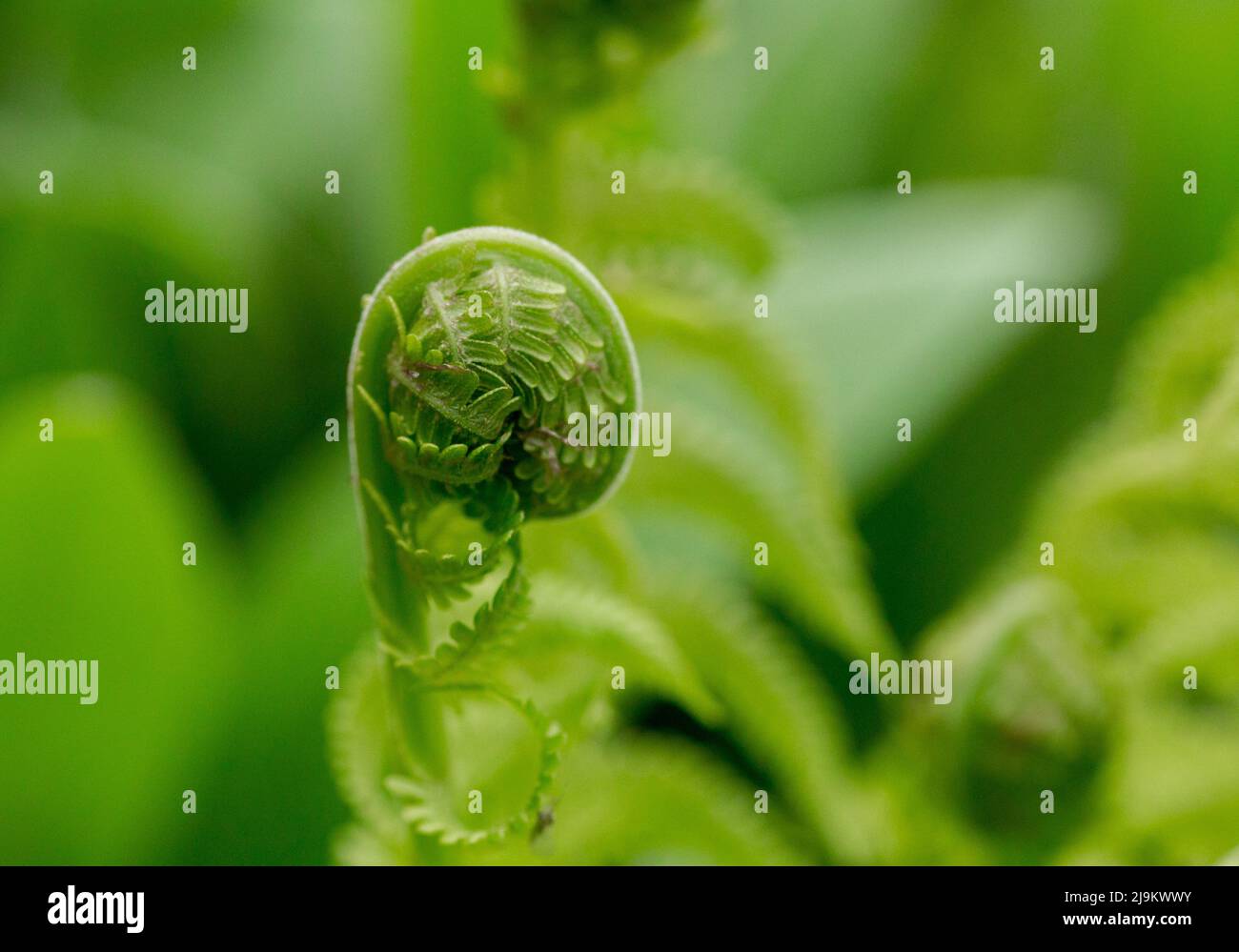 Ein Farnblatt entfaltet sich. Stockfoto