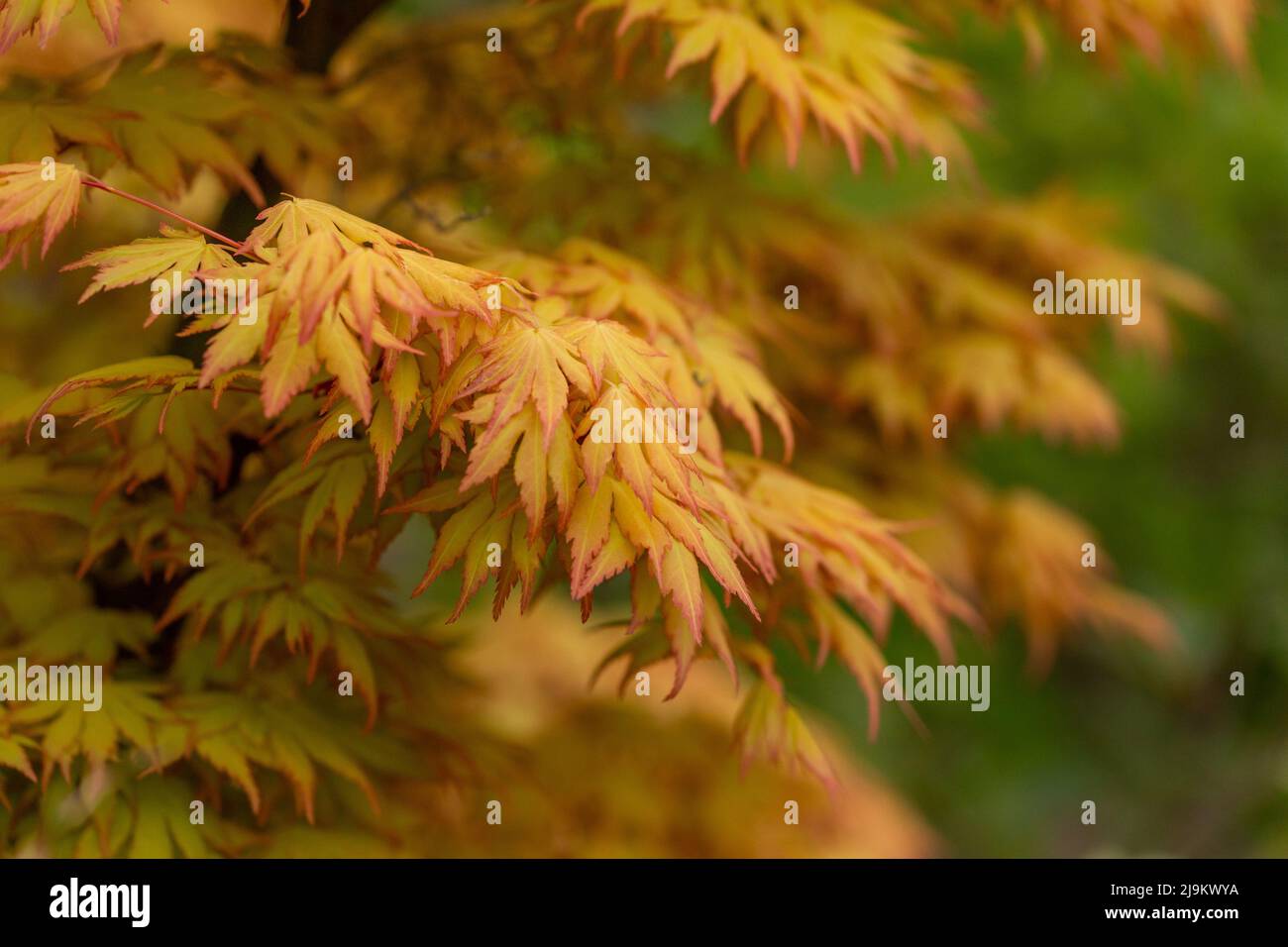 Acer Palmatum „Orange Dream“ Stockfoto