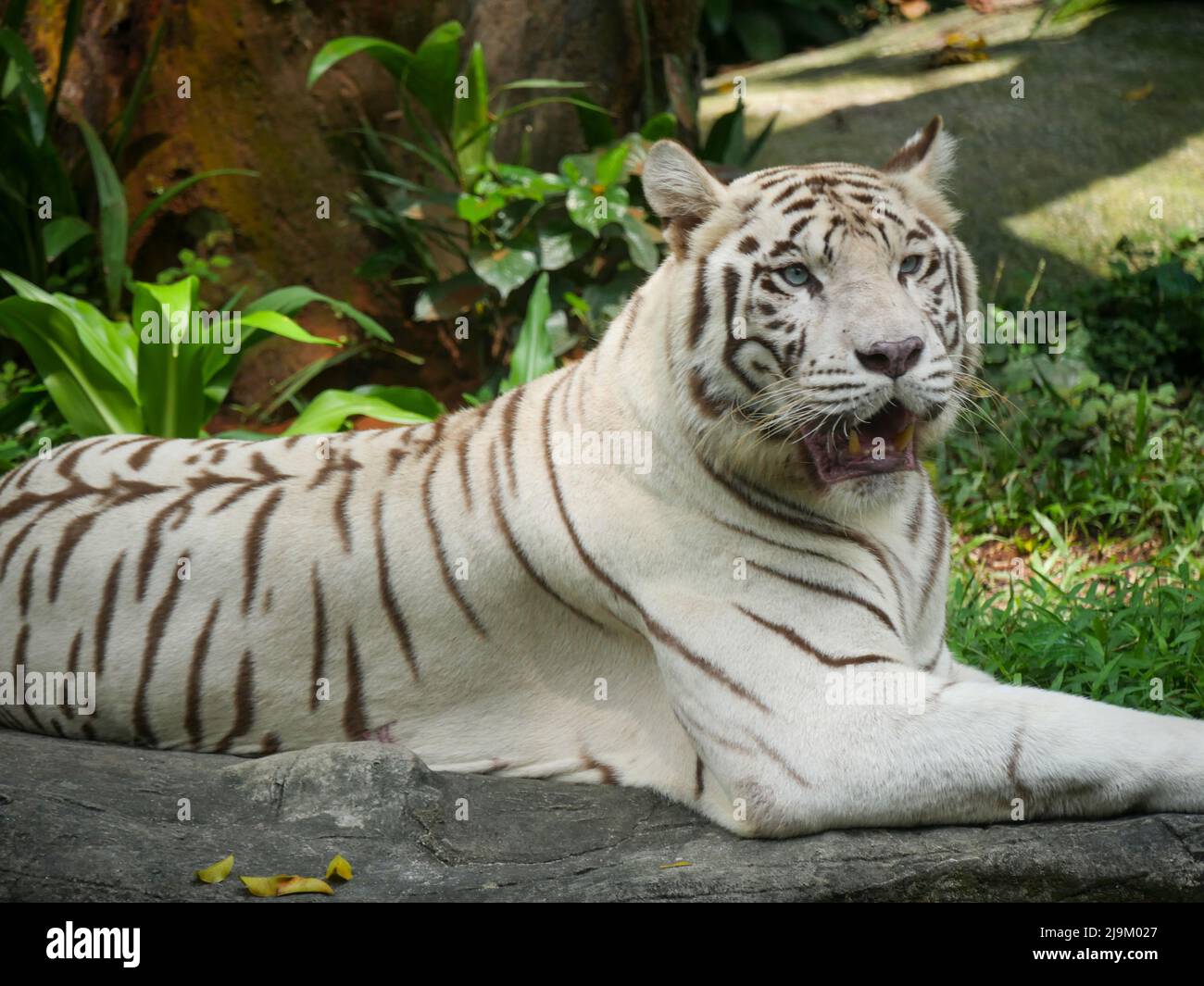 Weißer Tiger oder gebleichter Tiger ist eine leukistische Pigmentvariante des bengalischen Tigers, des sibirischen Tigers und Hybriden zwischen den beiden. Stockfoto