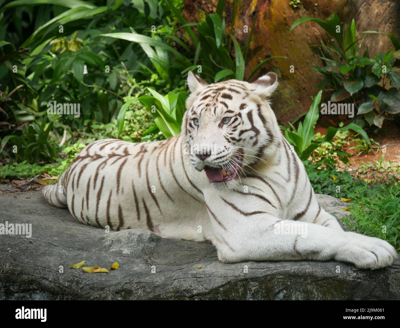 Weißer Tiger oder gebleichter Tiger ist eine leukistische Pigmentvariante des bengalischen Tigers, des sibirischen Tigers und Hybriden zwischen den beiden. Stockfoto