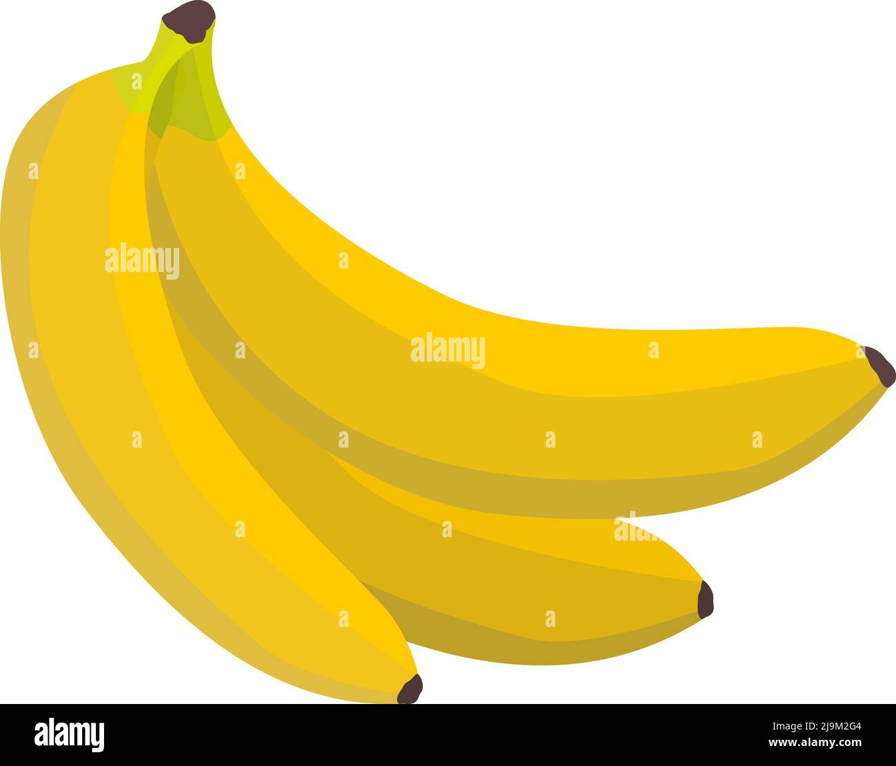 Reife gelbe Bananen auf weißem Hintergrund, Bananenfrucht isoliert auf weiß, Vektorgrafik Stock Vektor