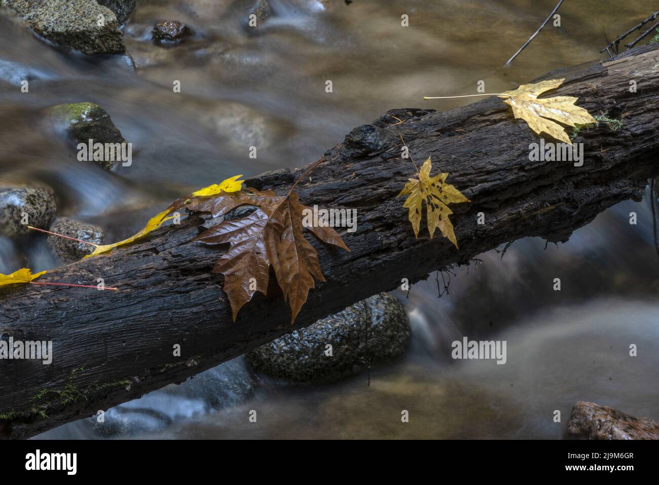 Lange Exposition von Wasser, das unter einem Ast läuft, der im Herbst einen Bach überquert, mit verschiedenen Stadien eines großen Ahornbaums Stockfoto