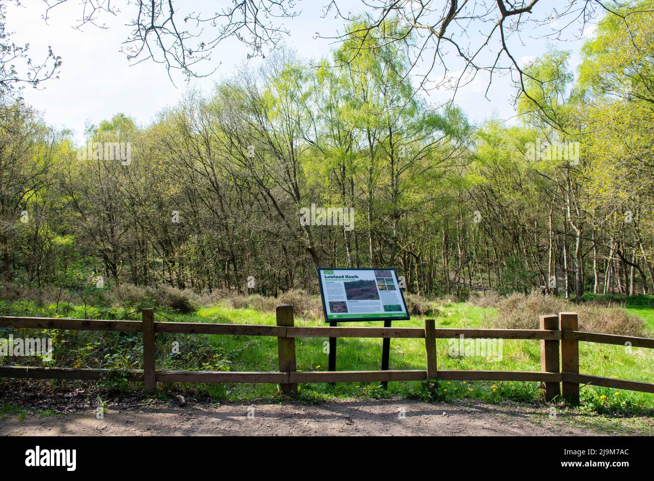 Heide im Bestwood Country Park in Nottingham, Nottinghamshire, England Stockfoto