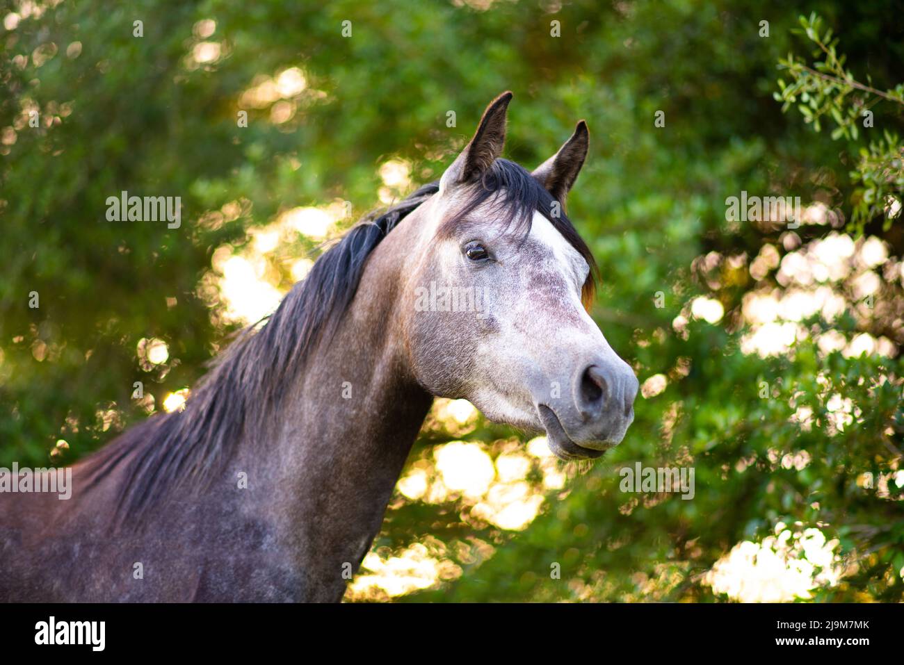 Pferd mit Blick über den Zaun in einem Fahrerlager, Pferd auf einem Bauernhof. Altes Pferd im Ruhestand. Stockfoto