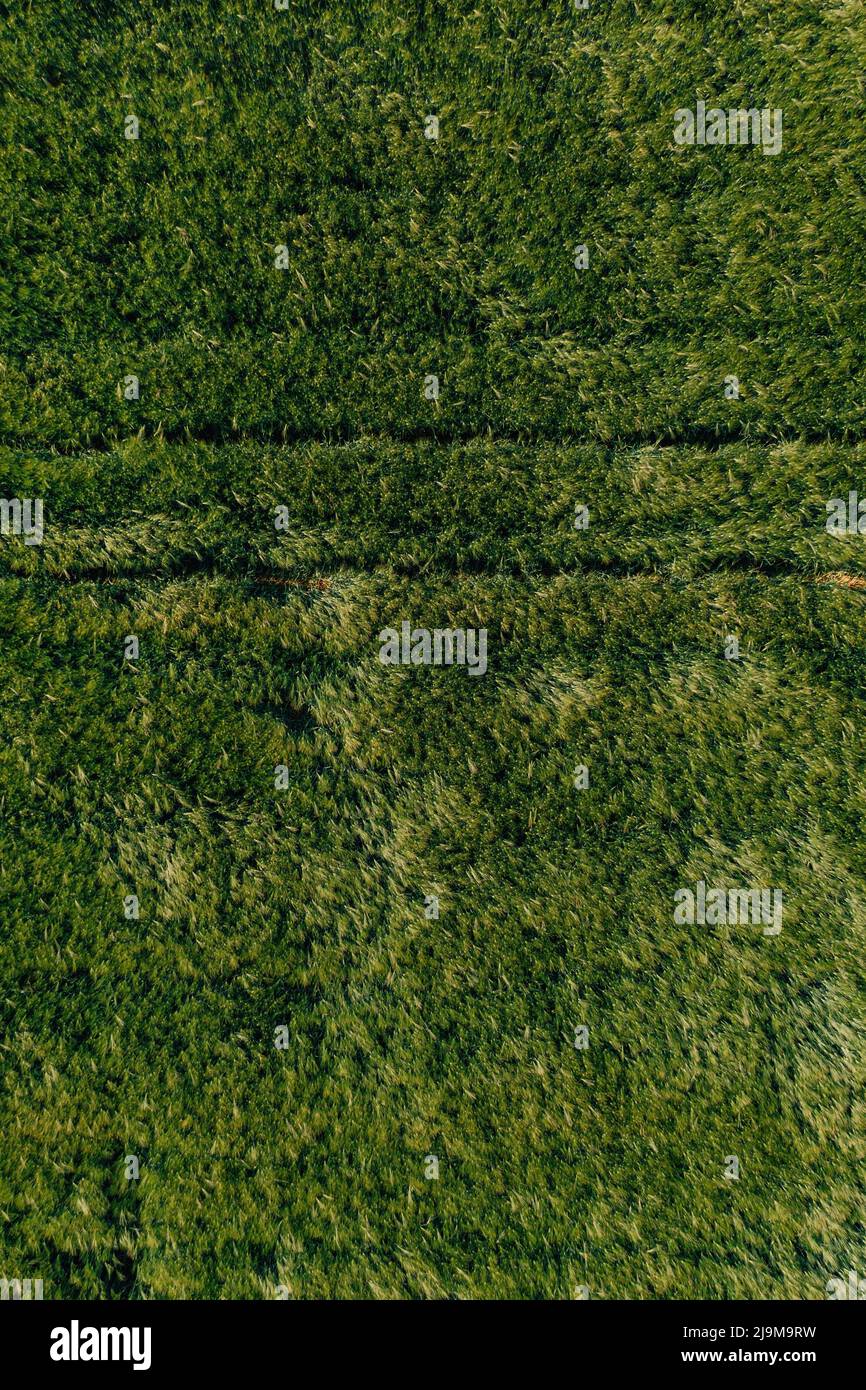 Luftaufnahme des Getreidefeldes der grünen unreifen Gerste (Hordeum Vulgare) von Drohne pov, von oben nach unten geschossen Stockfoto
