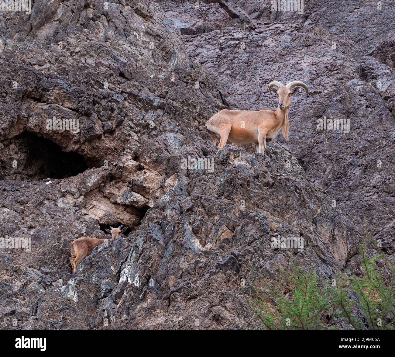 Vom Aussterben bedrohte, arabisch gehörnte Sandgazelle mit Babygazelle (Gazella marica), die in den felsigen Hatta-Bergen der Arabischen Halbinsel, Dubai, Stockfoto