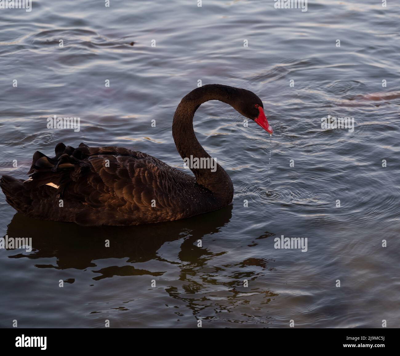 Ein wunderschöner schwarzer Schwan (cygnus atratus), der am frühen Morgen am Flamingo-See schwimmt und in Dubai, VAE, gefangen genommen wurde. Stockfoto