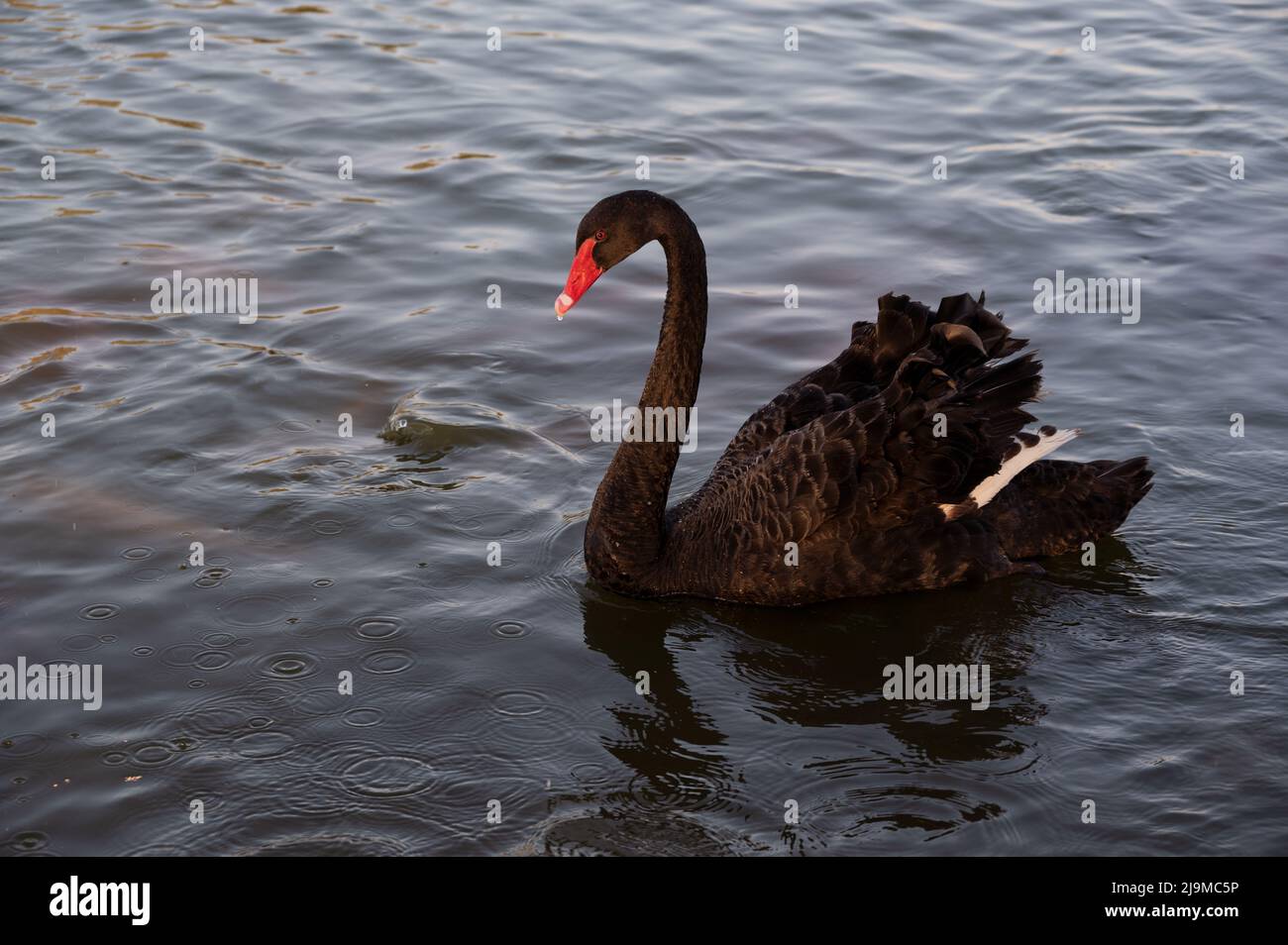 Ein wunderschöner schwarzer Schwan (cygnus atratus), der am frühen Morgen am Flamingo-See schwimmt und in Dubai, VAE, gefangen genommen wurde. Stockfoto