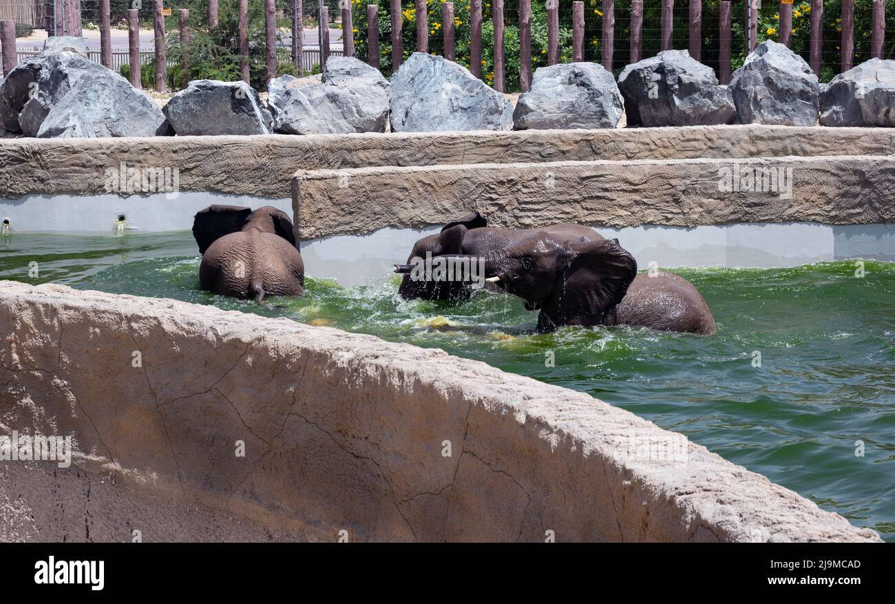 Afrikanische Babyelefanten, die im Wasser schwimmen, aufgenommen im Zoologischen Garten des Dubai Safari Park, wo die unterschiedlichsten Tiere in Dubai, VAE, zu Hause sind. Stockfoto