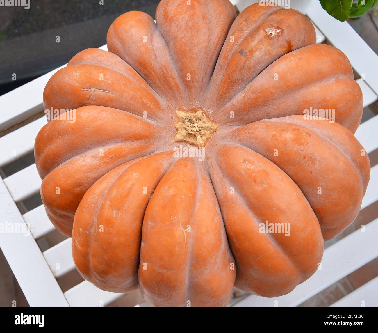 Nahaufnahme eines frisch geernteten Big Orange Kürbisses Stockfoto