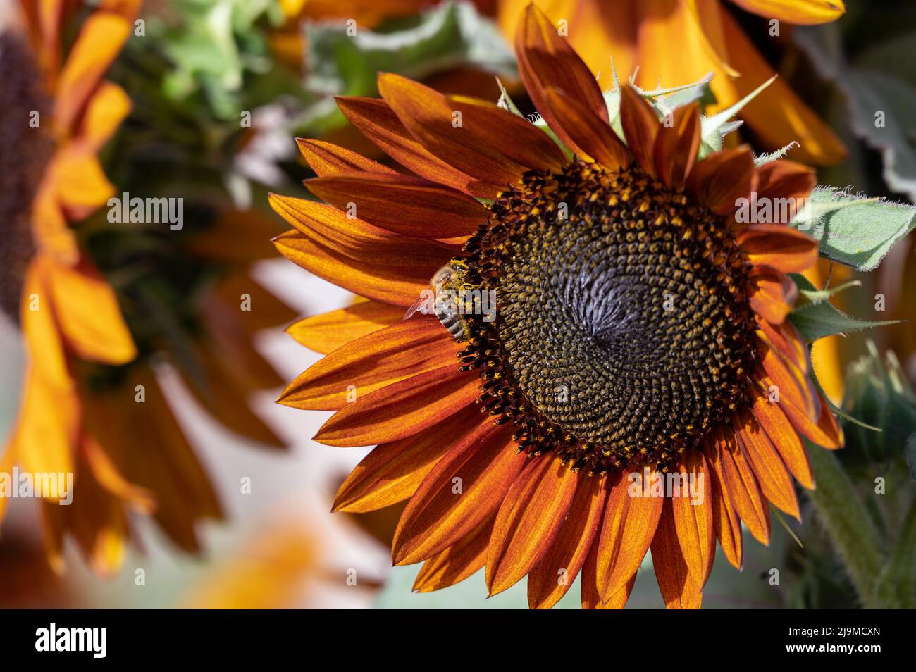 Wunderschöne und riesige orangefarbene und rote Sonnenblumen vor dem Hintergrund des blauen Himmels, aufgenommen auf der Asimah Blumenfarm in den Vereinigten Arabischen Emiraten. Stockfoto