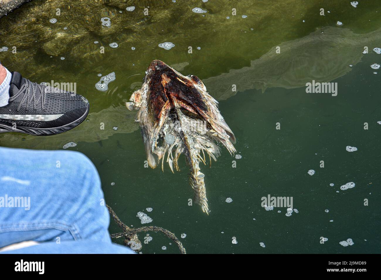 Marseille, Frankreich. 21.. Mai 2022. Die Leiche eines riesigen Fisches schwimmt auf der Wasseroberfläche. Im Alten Hafen von Marseille schwimmt ein weißlicher Schaum auf dem Wasser. Dies wäre auf die Installation einer leistungsstarken Förderpumpe zurückzuführen, die die Sedimente mit den im Wasser des Hafens vorhandenen Kohlenwasserstoffen emulgieren würde und keine Gefahr für die Umwelt darstellen würde. (Bild: © Gerard Bottino/SOPA Images via ZUMA Press Wire) Stockfoto