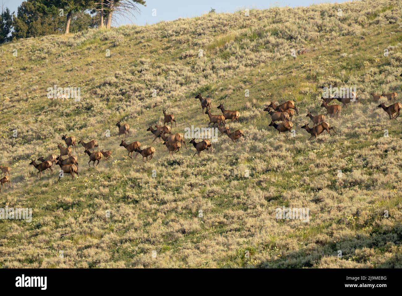 Spuk Elche beginnen, über Hillside im Yellowstone National Park Backcountry zu laufen Stockfoto