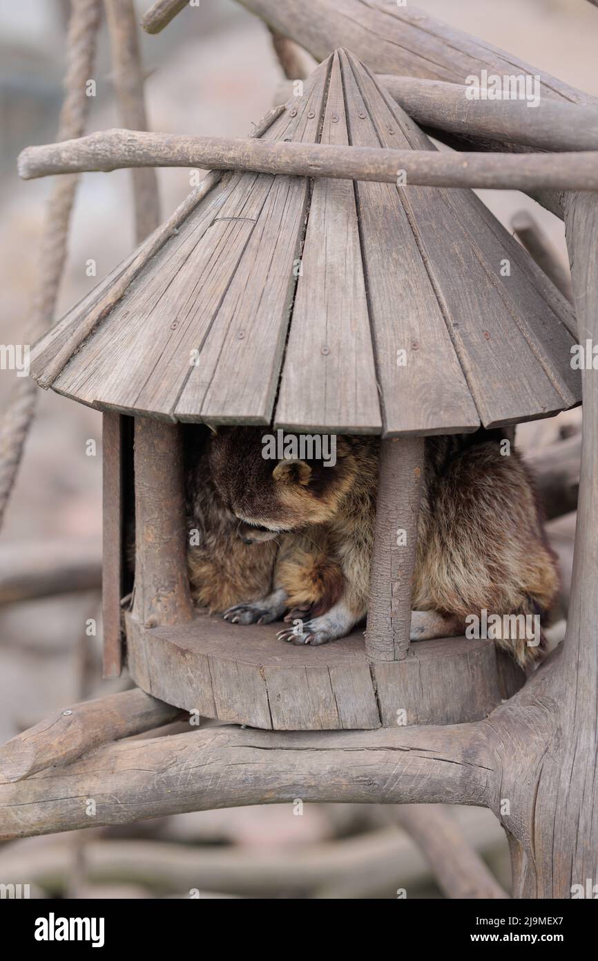 Waschbären schlafen an einem Sommertag in einem Zoohaus Stockfoto