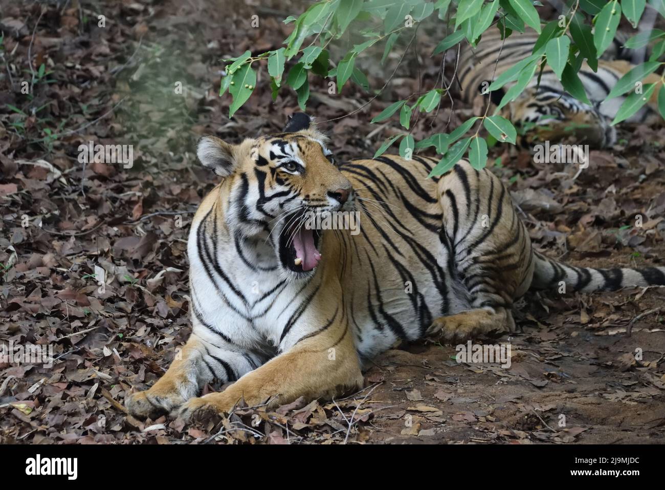 Tigerin Stockfoto