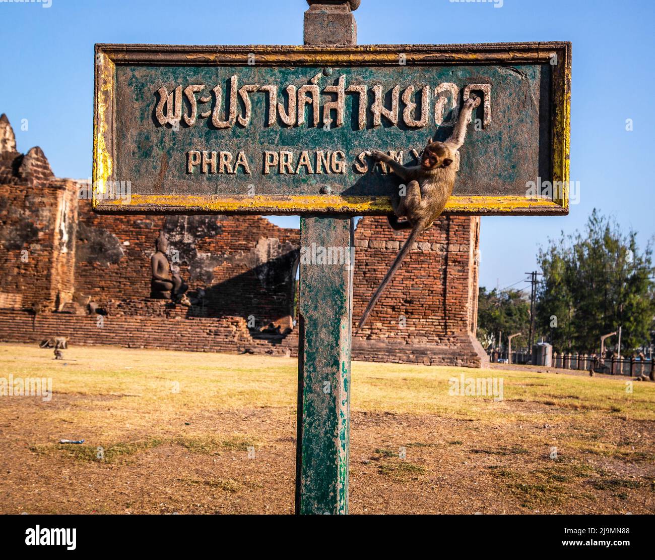 Pra Prang Sam Yod oder Phra Prang Sam Yot ruinieren Tempel mit Affen, in Lopburi, Thailand Stockfoto