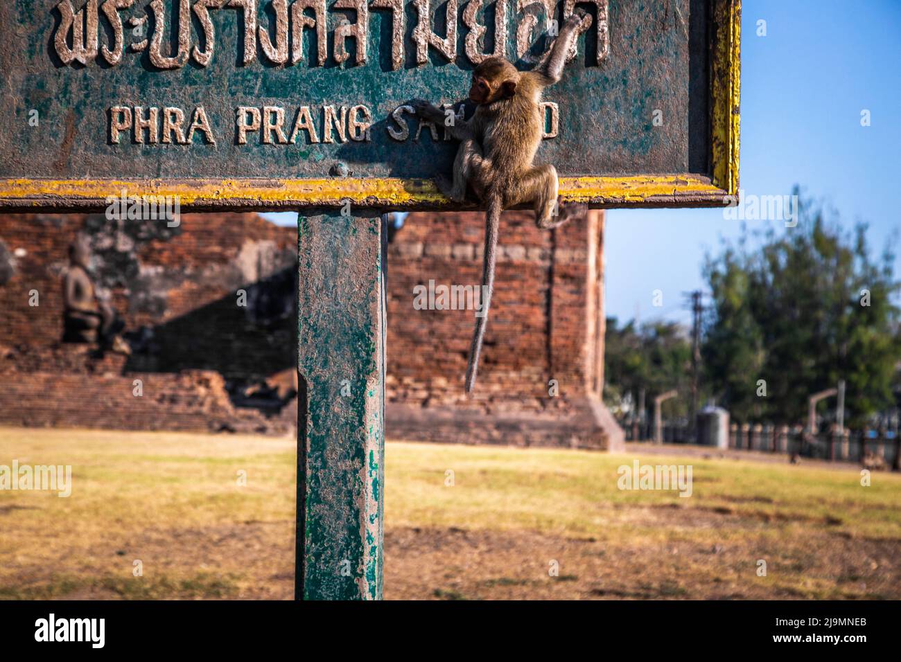Pra Prang Sam Yod oder Phra Prang Sam Yot ruinieren Tempel mit Affen, in Lopburi, Thailand Stockfoto
