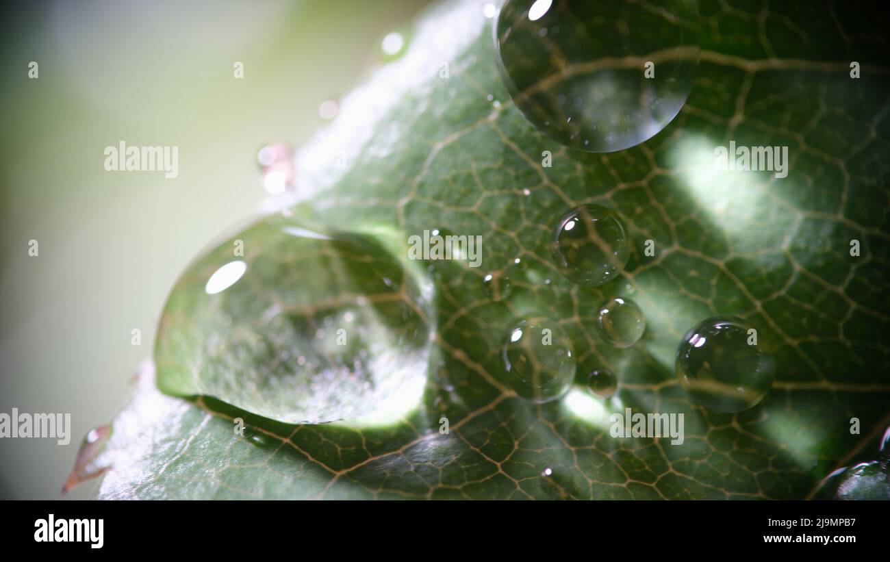 Makro von frischem grünen Blatt mit Wassertropfen nach Regen Stockfoto
