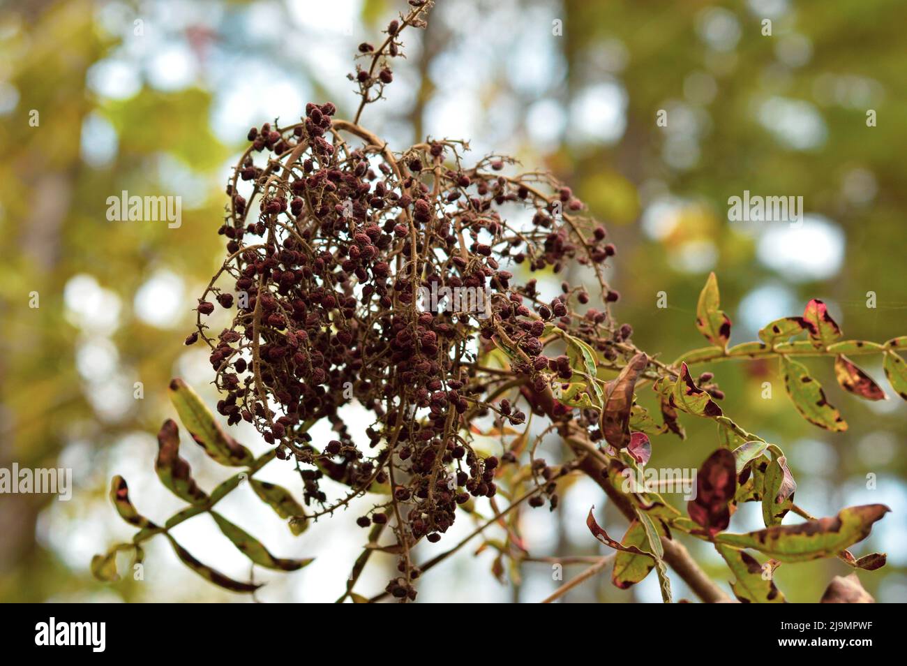NC Winged Sumac (Rhus copallinum) Anfang Oktober Stockfoto