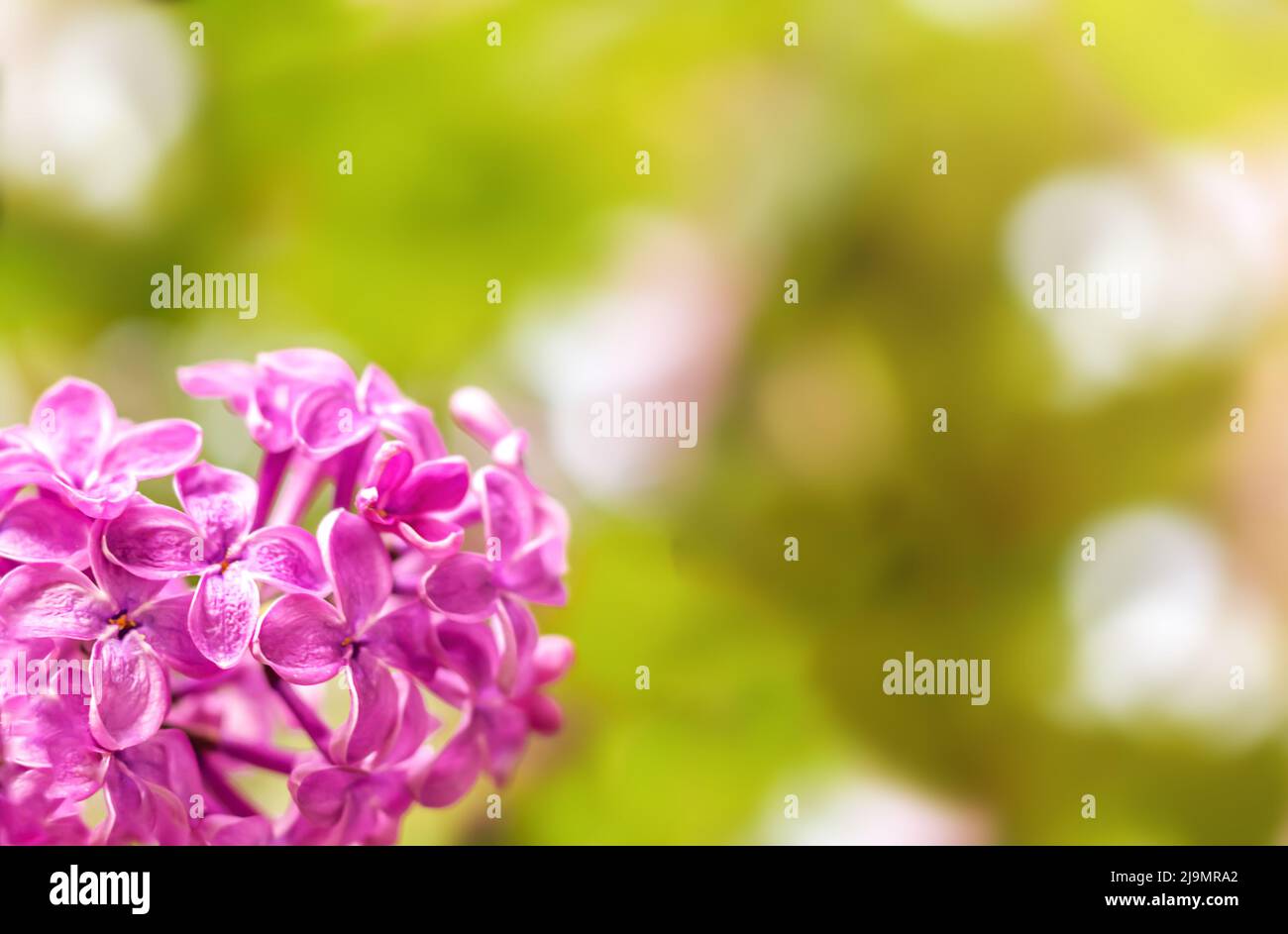 Violette Flieder Nahaufnahme mit unscharfem Hintergrund und Platz für Text. Verschwommene, geringe Schärfentiefe. Makro. Kopierbereich. Selektiver Fokus Stockfoto