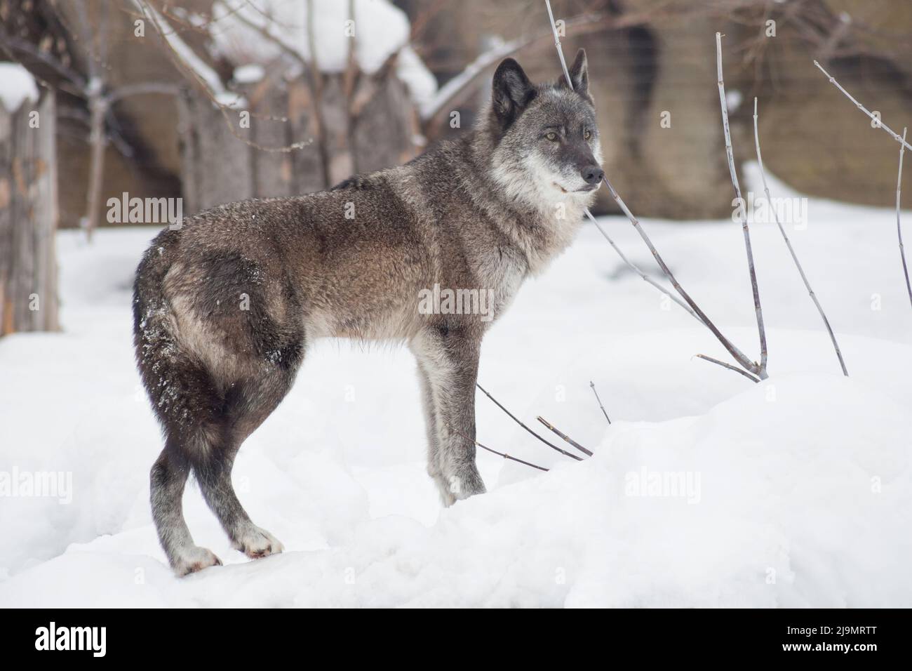 Der wilde schwarze kanadische Wolf steht auf einem weißen Schnee und schaut weg. Canis lupus pambasileus. Tiere in der Tierwelt. Stockfoto