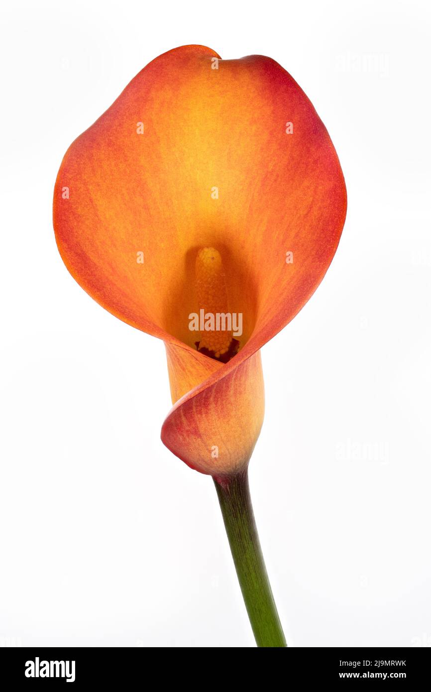 Wunderschöne Farben und dramatische Formen einer orangefarbenen Calla Lily Blume, fotografiert vor einem schlichten schwarzen Hintergrund Stockfoto