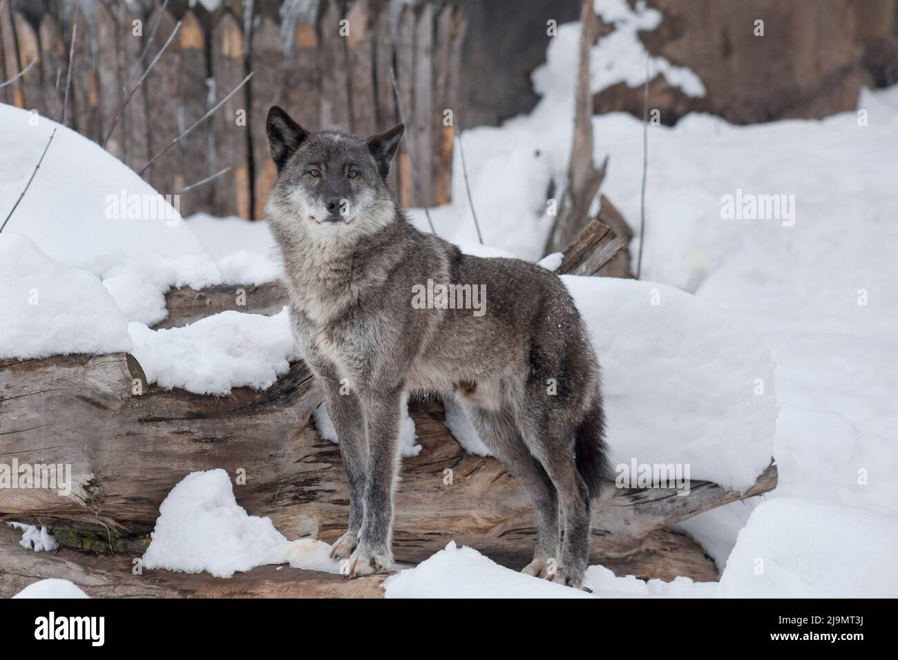 Der wilde schwarze kanadische Wolf steht auf einem weißen Schnee und schaut auf die Kamera. Canis lupus pambasileus. Tiere in der Tierwelt. Stockfoto