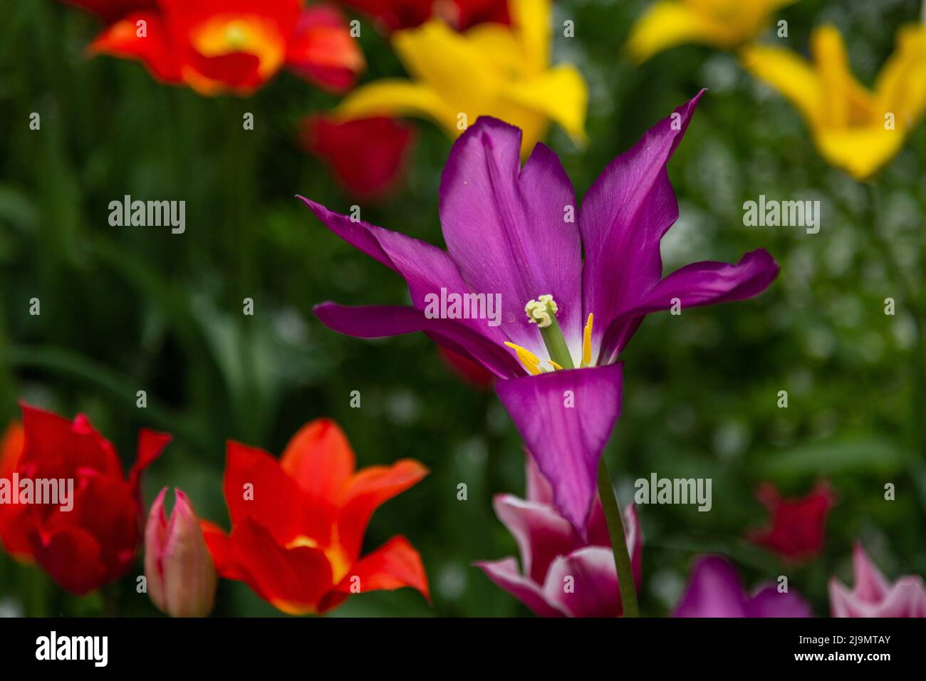 Eine violette Tulpe (tulipa) mit offenen Blütenblättern, die die Blütenteile - das Staubgefäß, das Stigma, den Stempel und den Anther - zeigen. Stockfoto