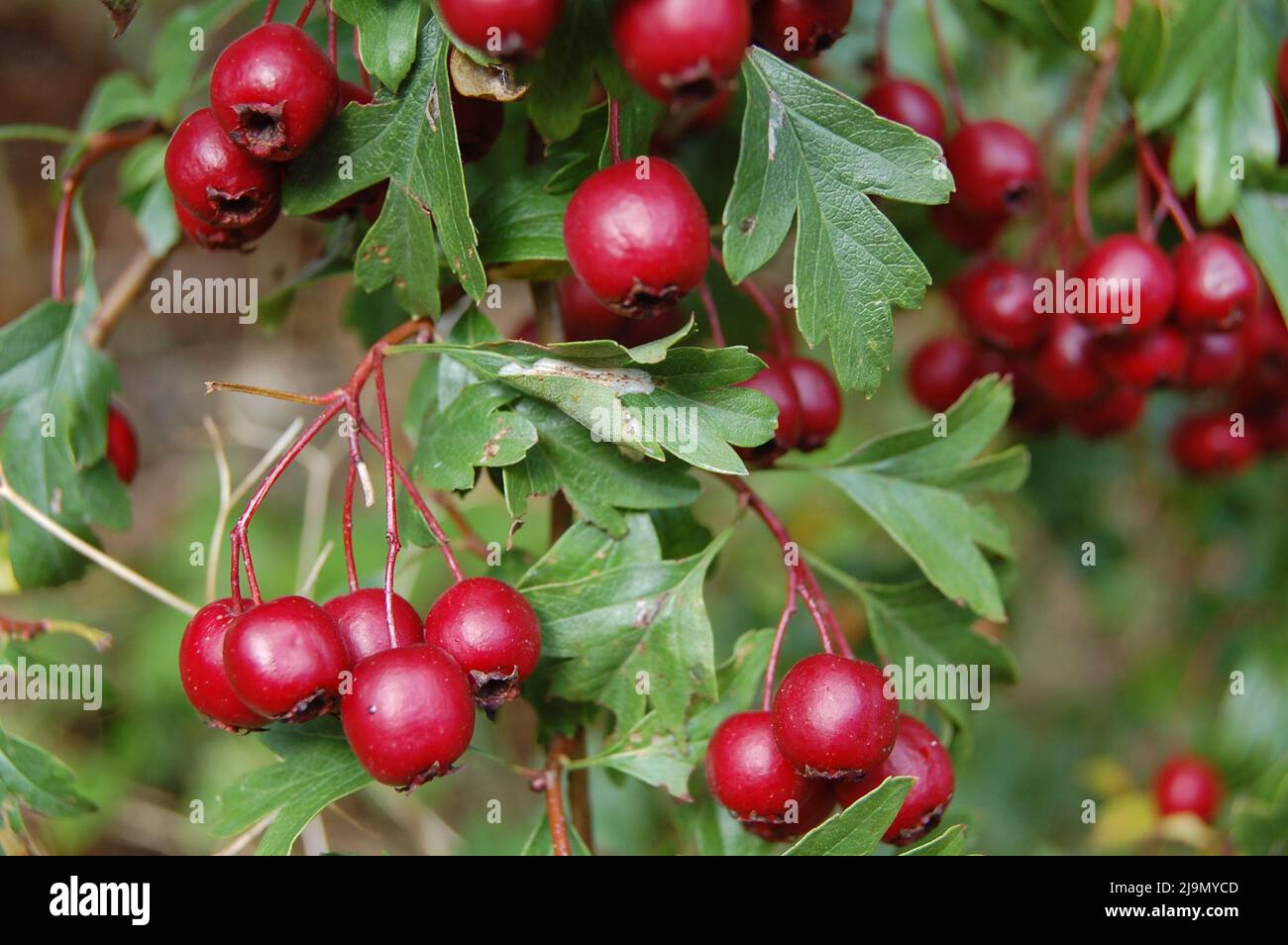 Nahaufnahme von Beeren auf einem fruchtigen Weißdorn-Baum Stockfoto