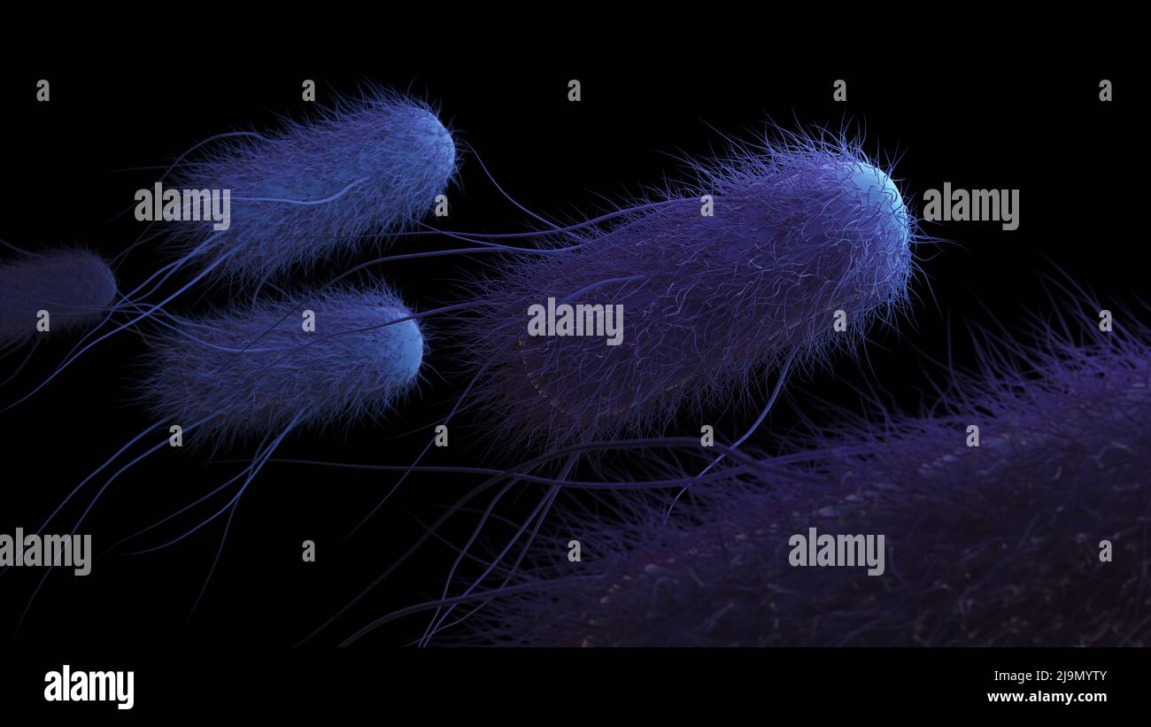 Bakterien auf schwarzem Hintergrund. 3D Darstellung medizinischer Illustration. Bild zeigt coliforme Bakterien mit Flagella. Stockfoto