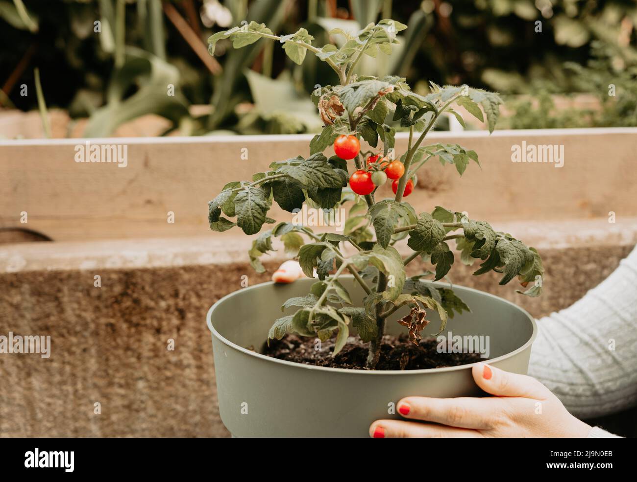 Person, die im Garten einen Topf mit einer Tomatenpflanze hält. Hausgemachte frische rote Kirschtomaten. Stockfoto