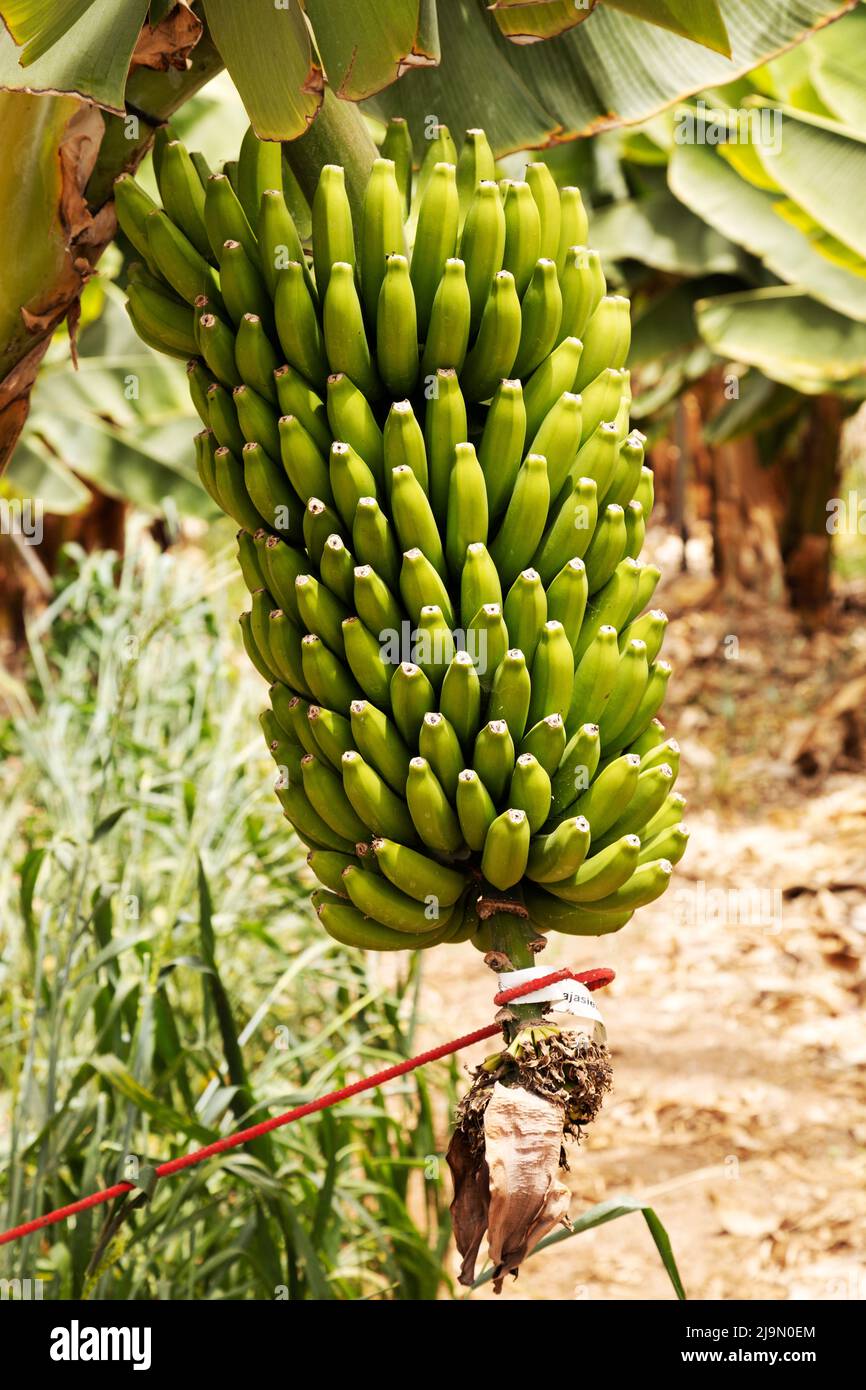 Bananen wachsen auf der Finca Ecológica La Calabacera auf der Finca Ecológica La Calabacera auf Guía de Isora auf Teneriffa, Spanien. Stockfoto