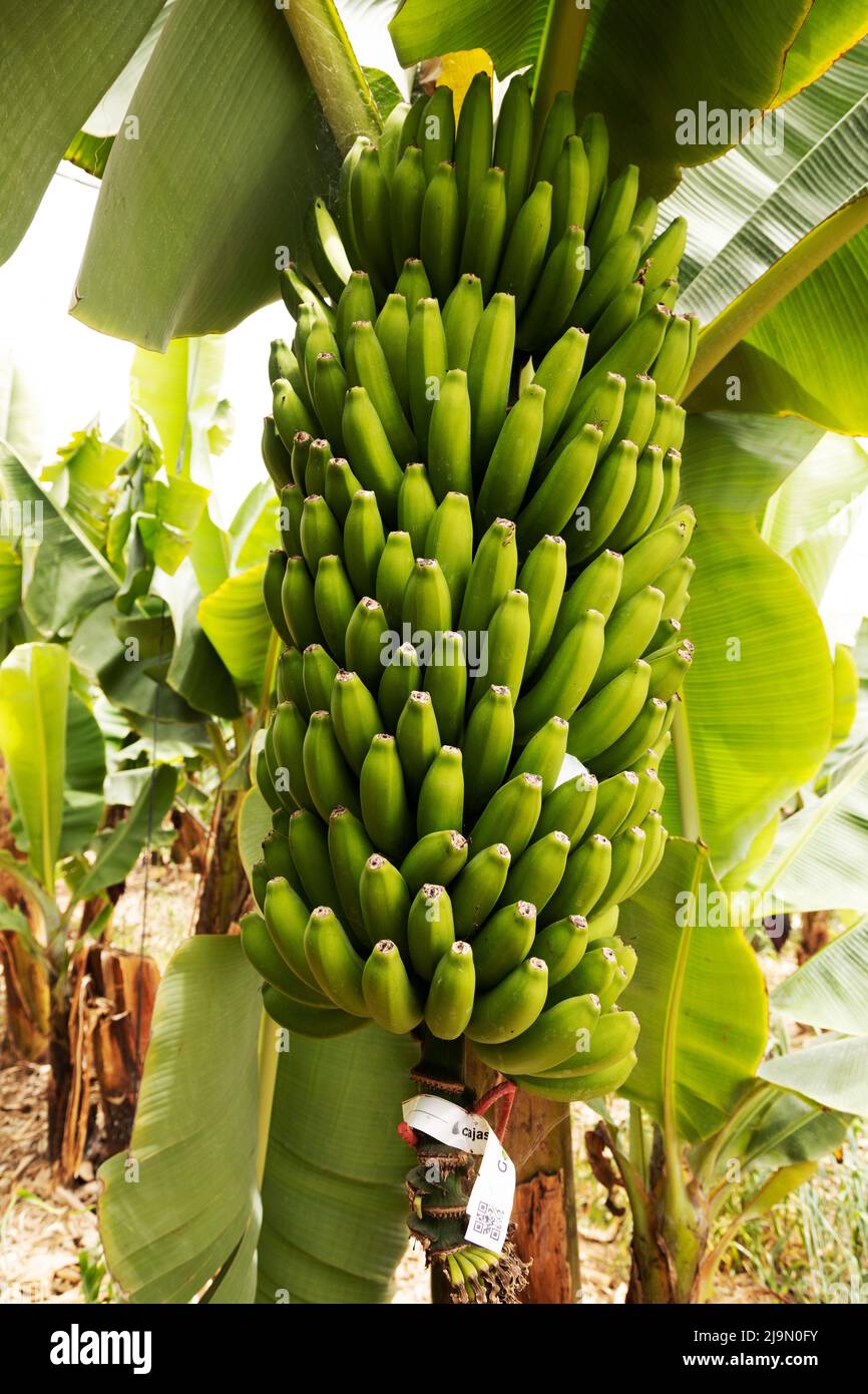 Bananen wachsen auf der Finca Ecológica La Calabacera auf der Finca Ecológica La Calabacera auf Guía de Isora auf Teneriffa, Spanien. Stockfoto