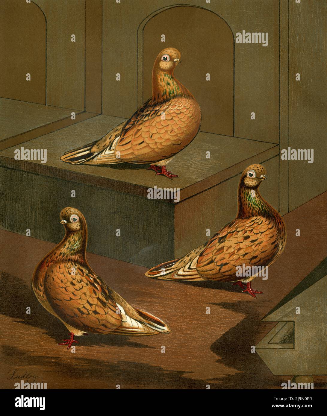 Phasen ihres Lebens: Hochauflösender Scan des ursprünglichen Chromolithographen von ca. 1880, der auf einem Gemälde des britischen Künstlers Joseph Williamson Ludlow (1840-1916) für "The Illustrated Book of Pigeons with Standards for Judging", auch bekannt als "Cassell's Pigeon Book", erstellt wurde. Es zeigt eine weibliche oder Henne-Mandel oder englische Kurzgesichtige Taube im Alter von 1,5 Jahren, 2,5 Jahren und 4 Jahren. Der seltene Band, herausgegeben von Cassell, Petter und Galpin, wurde von Robert Fulton geschrieben und von Lewis Wright herausgegeben. Stockfoto
